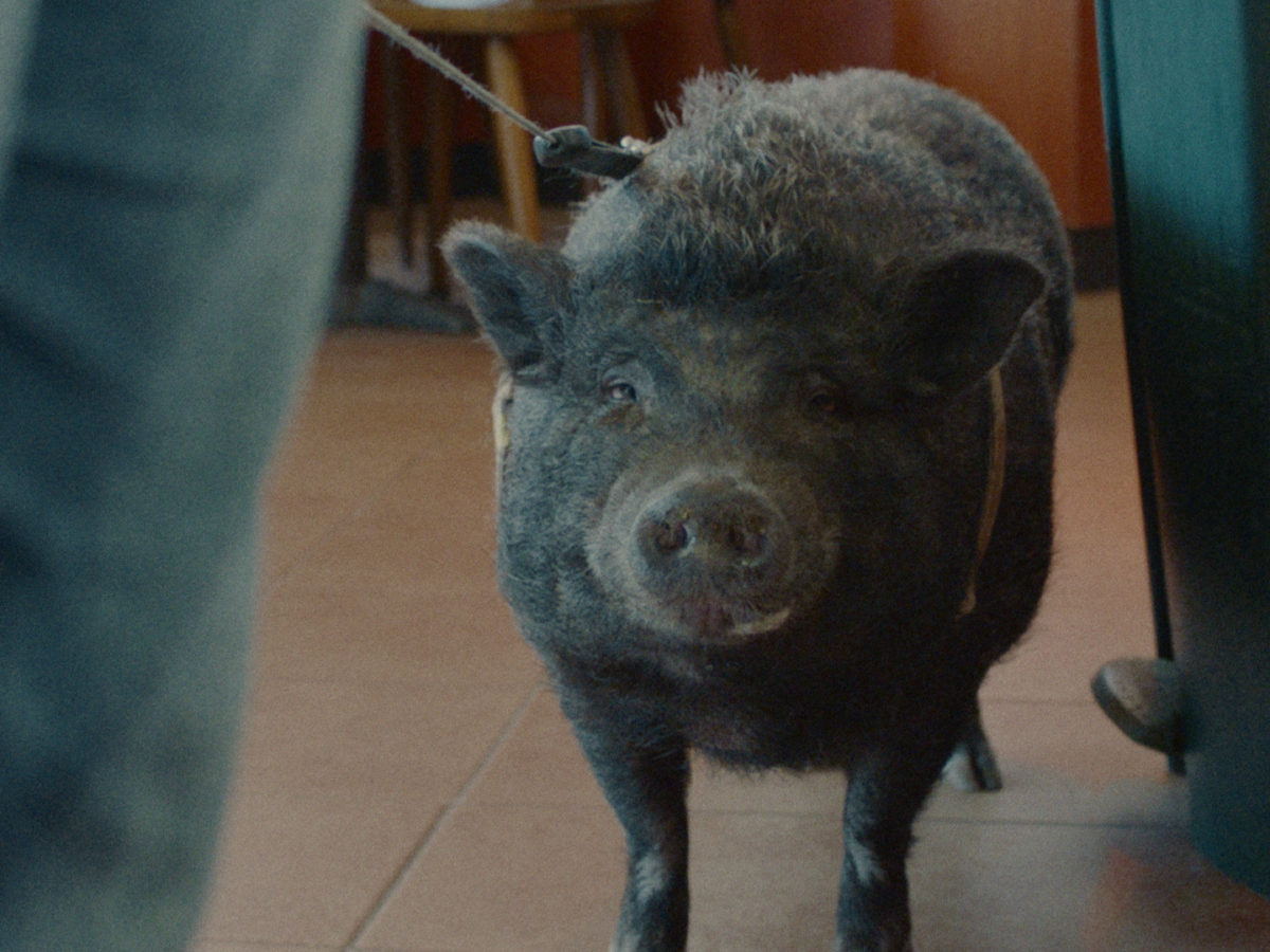 Kadr: Świnia Nelson