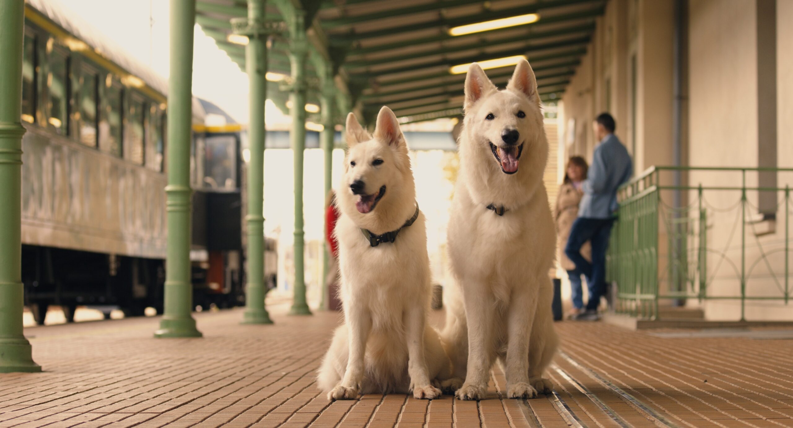 Kadr -The Travelling Dog 2