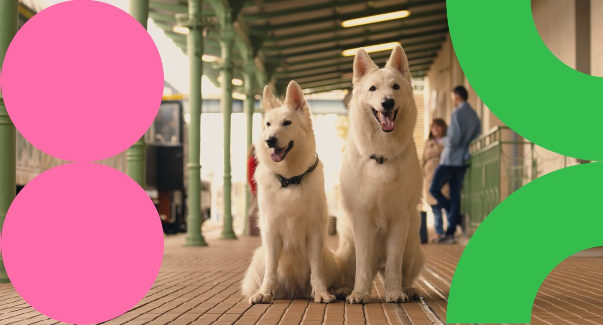 Still: The Travelling Dog 2